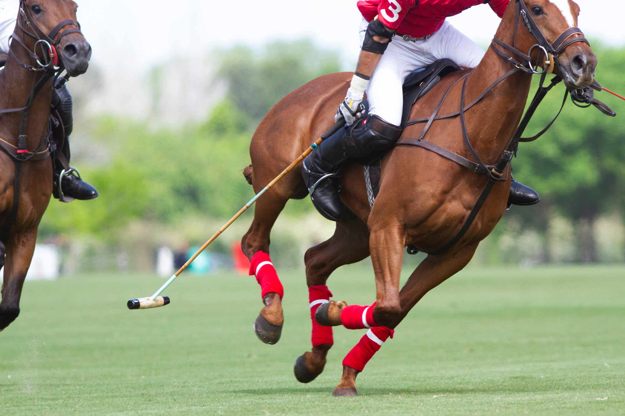 polo sport